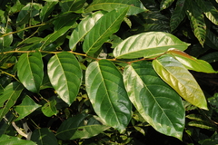 Glochidion zeylanicum